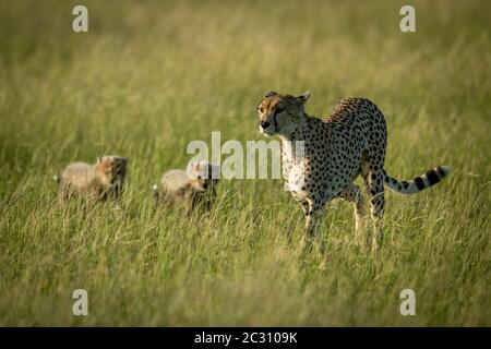 Female cheetah walks through grass with cubs Stock Photo