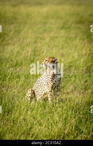 Female cheetah sits turning head in savannah Stock Photo