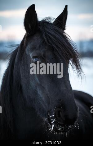 Portrait beauty friesian horse in winter Stock Photo