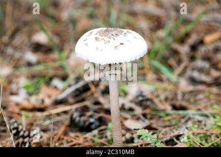 White winter mushroom macro background fifty megapixels Stock Photo