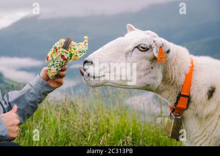 sheeps on a mountain farm on a cloudy day. A woman feeds a sheep in the mountains of norway. A tourist gives food to a sheep. Id Stock Photo