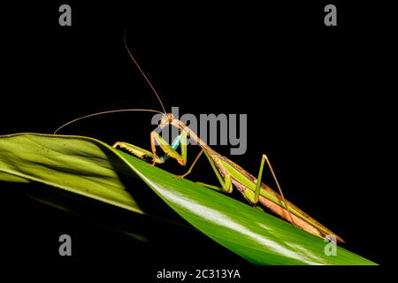 praying mantis Africa Madagascar wildlife Stock Photo