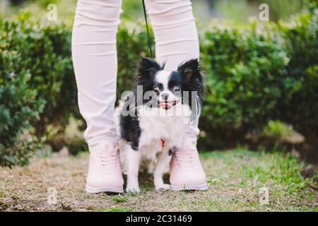 dog sitting at owners feet. Close up of chihuahua dog. Chihuahua dog guards the owner. Female legs and little funny long hair do Stock Photo