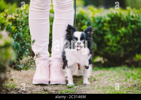 dog sitting at owners feet. Close up of chihuahua dog. Chihuahua dog guards the owner. Female legs and little funny long hair do Stock Photo