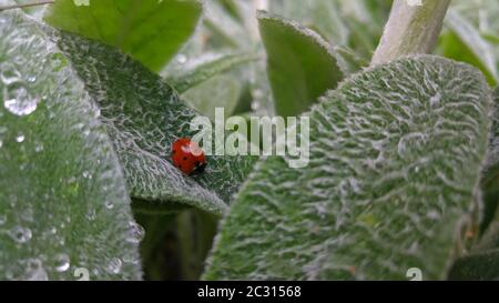 Beautiful ladybug is sitting on a green leaf with drop of water after the rain. Stock Photo