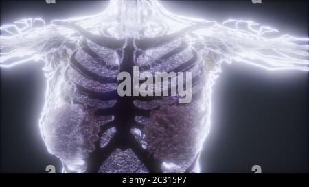 Colorful Human Body animation showing bones and organs Stock Photo