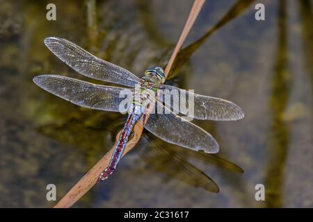 Emperor dragonfly 'Anax imperator' Stock Photo
