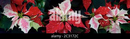 Close-up of Poinsettias Stock Photo
