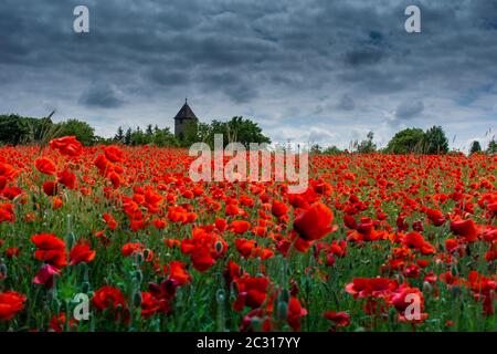 Lonely church in the poppy field before storm Stock Photo