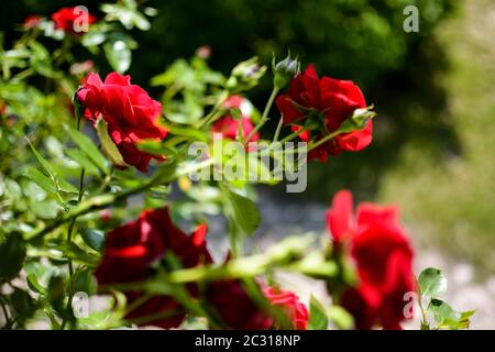 Red Roses in summer blurry Stock Photo - Alamy