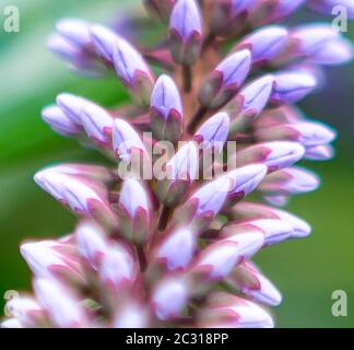 Close up of closed purple flower buds Stock Photo