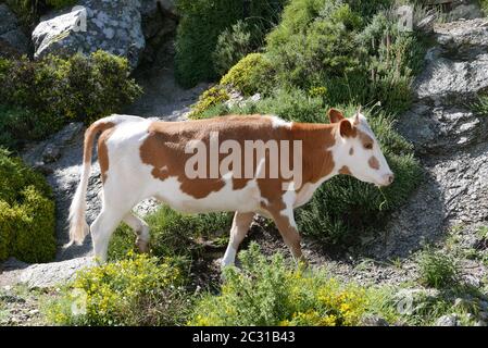 Holidays in southern Corsica. Discover the mountain landscapes of this beautiful region of France Stock Photo