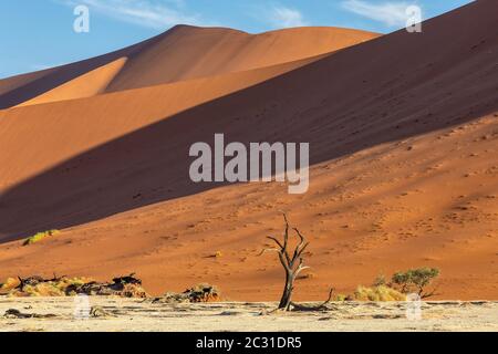 dry acacia tree in dead in Sossusvlei, Namibia Stock Photo