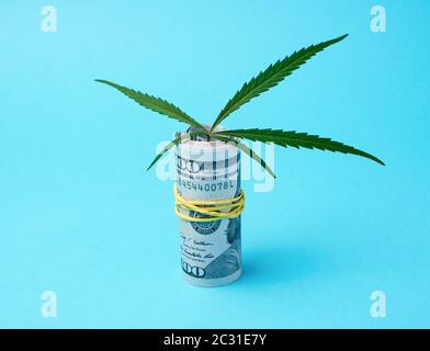 banknotes of american dollars and green leaf of hemp on a blue background, concept of making money on illegal business Stock Photo