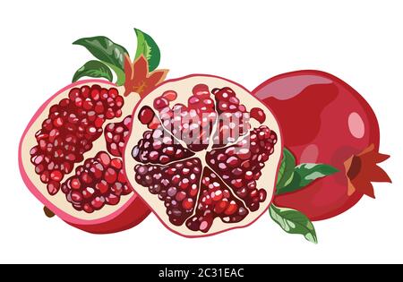 Pomegranate with leaves. Whole fruit and halves. Vector illustration Stock Vector