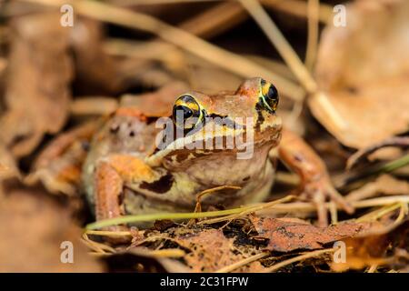 Wood frog (Lithobates sylvaticus or Rana sylvatica), Greater Sudbury, Ontario, Canada Stock Photo