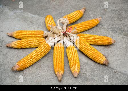 Piles of corn drying on the ground Stock Photo