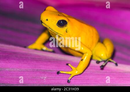 Golden poison frog (Phyllobates terribilis) 'yellow', Captive raised, Understory Enterprises, Native to: Colombia Stock Photo