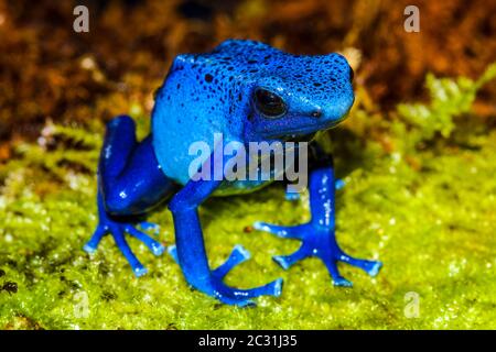 Dyeing dart frog, tinc or dyeing poison frog (Dendrobates tinctorius) 'azureus', Captive raised, Understory Enterprises, Native to: Guyana, Suriname, Stock Photo