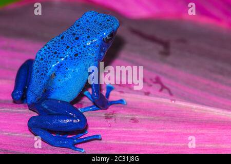 Dyeing dart frog, tinc or dyeing poison frog (Dendrobates tinctorius) 'azureus', Captive raised, Understory Enterprises, Native to: Guyana, Suriname, Stock Photo