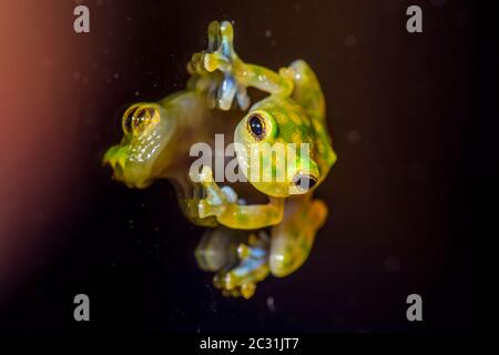 La Palma Glass Frog - Hyalinobactrachium valerioi, Captive raised, Understory Enterprises, Native to: Costa Rica Stock Photo