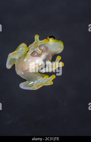 La Palma Glass Frog - Hyalinobactrachium valerioi, Captive raised, Understory Enterprises, Native to: Costa Rica Stock Photo