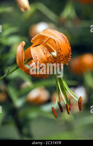 Tiger Lily or Henry's lily (Lilium henryi) in the botanical garden