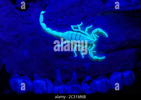 Striped bark scorpion (Centruroides vittatus) Captive photographed under ultraviolet light, Santa Clara ranch, Starr County, Texas, USA Stock Photo