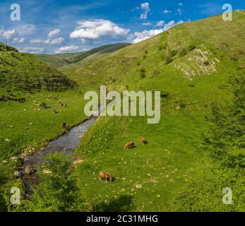 Landscape with free basque horses at Urculu, Iraty mountains, Basque Country, Pyrenees-Atlantique, France