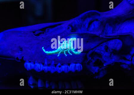 Striped bark scorpion (Centruroides vittatus) Captive photographed under ultraviolet light, Santa Clara ranch, Starr County, Texas, USA Stock Photo