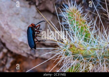 Blister beetle (Lytta magister) impaled on a cactus spine by a loggerhead shrike, Grand Canyon National Park, Arizona, USA Stock Photo