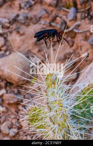 Blister beetle (Lytta magister) impaled on a cactus spine by a loggerhead shrike, Grand Canyon National Park, Arizona, USA Stock Photo