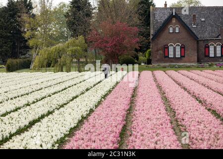 hyacinth  fields of the Bollenstreek, South Holland, Netherlands Stock Photo