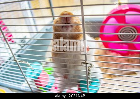 new hamster biting cage