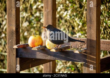 Common blackbird in bird feeder Stock Photo