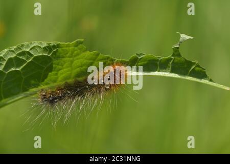 Caterpillar from Garden tiger moth Stock Photo