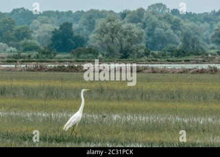 heron in the grass Stock Photo