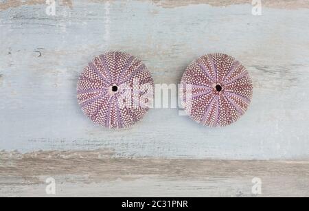 Sea urchin shells from the bird's eye view on wooden textured background, perfect for a greeting card, gift box or calendar Stock Photo