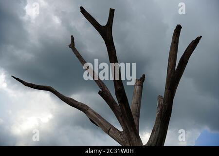 Dead tree, dry lake, clay cracked soil ground, mud. Climate change, drought, water shortage, environmental disaster. Ceará, Brazil. Stock Photo