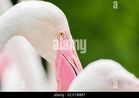 Pink Flamingo-close up, it has a beautiful coloring of feathers. Greater flamingo, Phoenicopterus roseus Stock Photo