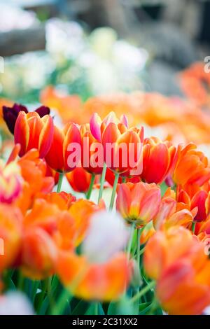 Tulip in spring with soft focus, unfocused blurred spring Tulip, bokeh flower background, pastel and Stock Photo