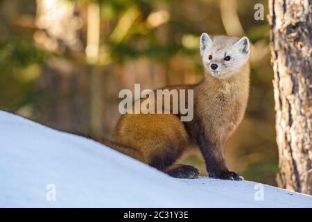 American pine marten (Martes americana) in winter, Algonquin Provincial Park, Ontario, Canada Stock Photo