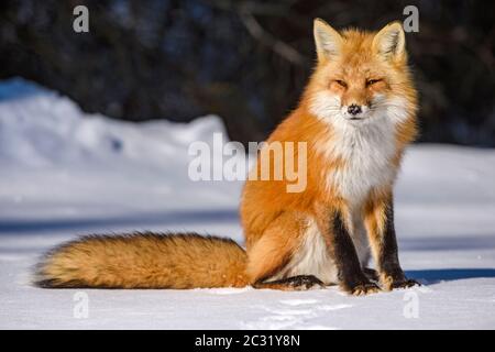 Red fox (Vulpes vulpes), Algonquin Provincial Park, Ontario, Canada ...