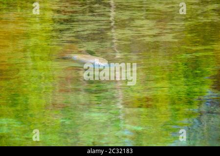 West Indian manatee (Trichechus manatus), Wakulla Springs State Park, Florida, USA Stock Photo