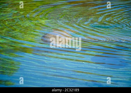 West Indian manatee (Trichechus manatus), Wakulla Springs State Park, Florida, USA Stock Photo