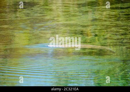 West Indian manatee (Trichechus manatus), Wakulla Springs State Park, Florida, USA Stock Photo