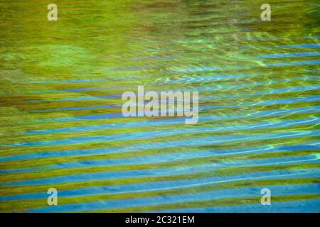 West Indian manatee (Trichechus manatus), Wakulla Springs State Park, Florida, USA Stock Photo