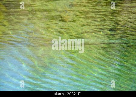 West Indian manatee (Trichechus manatus), Wakulla Springs State Park, Florida, USA Stock Photo