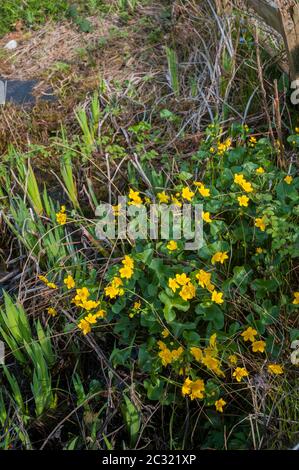 Caltha palustris Marsh Marigold. A plant that grows in boggy wet and pond like areas. A spring and summer flowering herbaceous perennial Stock Photo