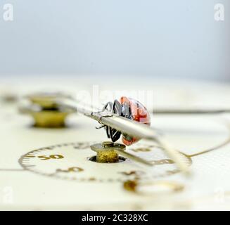 Ladybug on an old clock surface., time concept Stock Photo